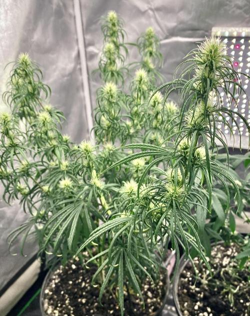 Three out of Five in a Four. Week 13 - 4th, into the Panama Red x Malawi Gold