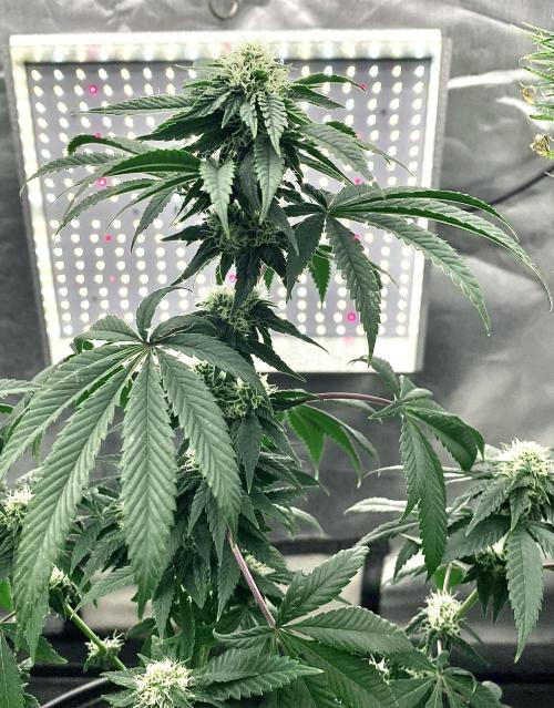 Three out of Five in a Four. Week 13 - 4th, Stockton Slap