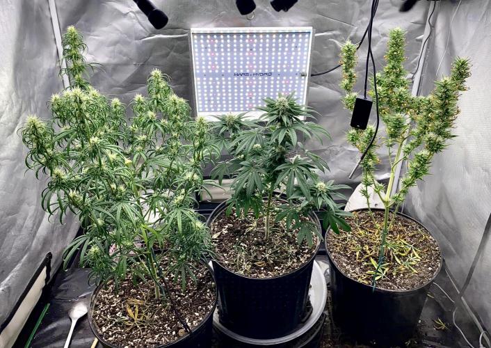 Three out of Five in a Four. Week 13 - 8th, team photo, Landrace cross, Hybrid cross, Heirloom cross