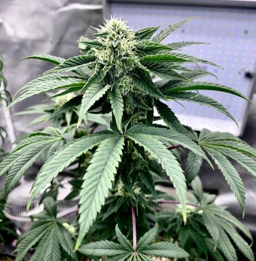 Three out of Five in a Four. Week 13 - 8th, Stockton Slap