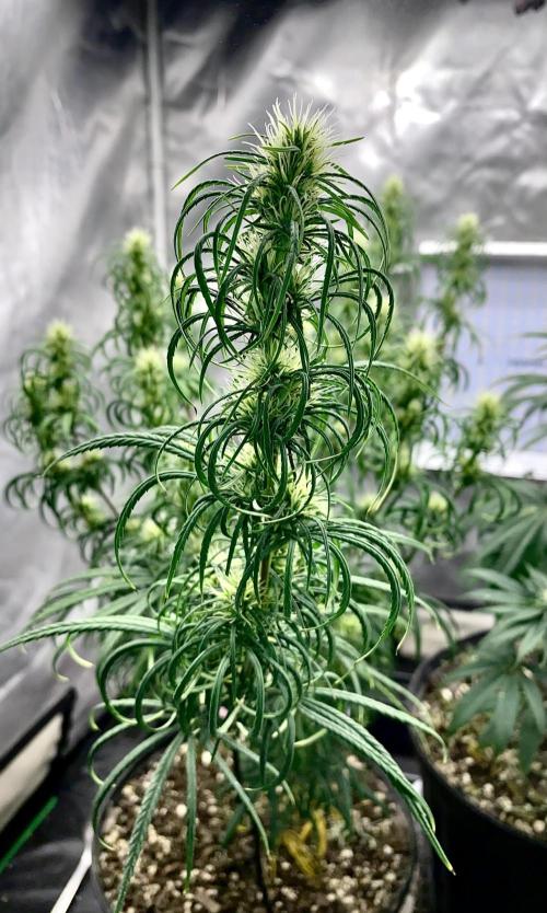 Three out of Five in a Four. Week 13 - 8th, Panama Red x Malawi Gold main Cola