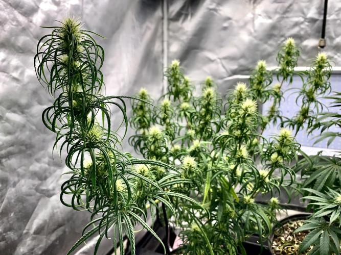 Three out of Five in a Four. Week 13 - 8th, Cola shot PR x MG 