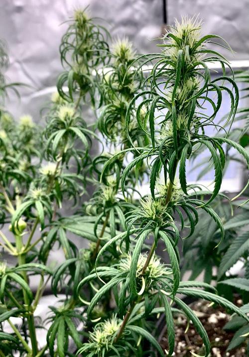 Three out of Five in a Four. Week 13 - 8th, pr x mg general population