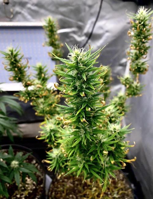 Three out of Five in a Four. Week 13 - 8th, Saglana Salchak (bt x scbb) 