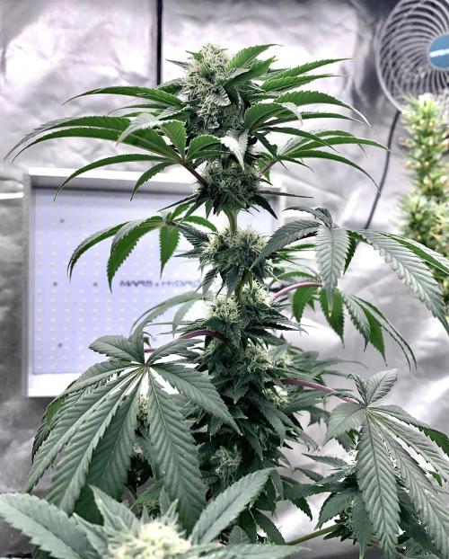 Three out of Five in a Four. Week 13 - 8th, Stockton Slap