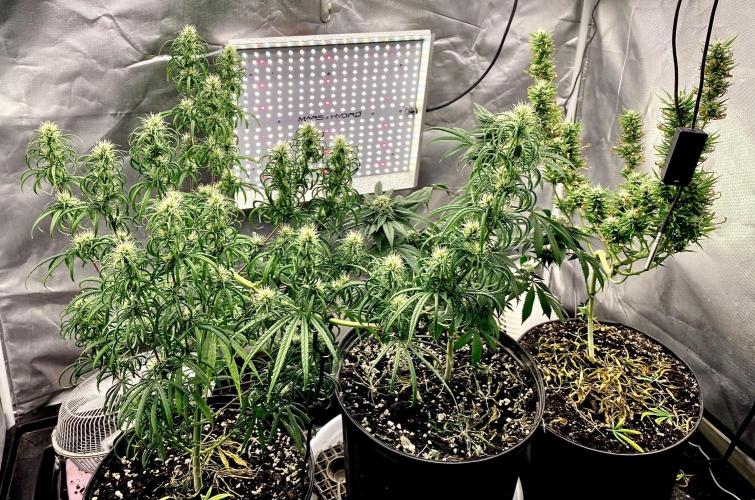 Three out of Five in a Four. Week 13 - 10th, 