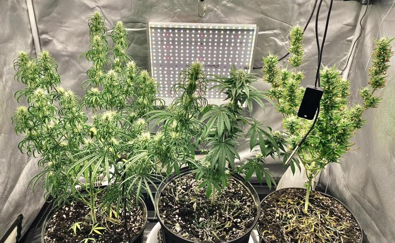 Three out of Five in a Four. Week 13 - 10th