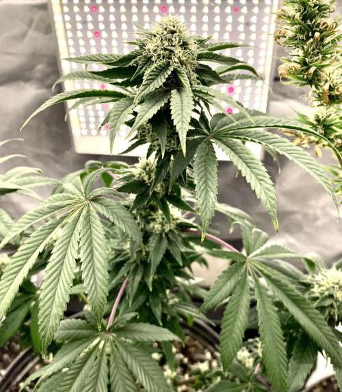 Three out of Five in a Four. Week 13 - 10th,