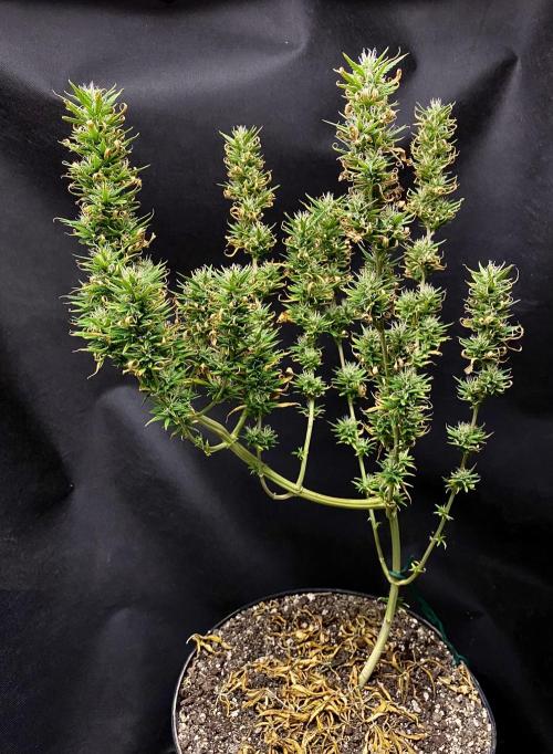 Three out of Five in a Four. Week 14 - 12th, Saglana Salchak ( bai taiga x salmon creek big bud)