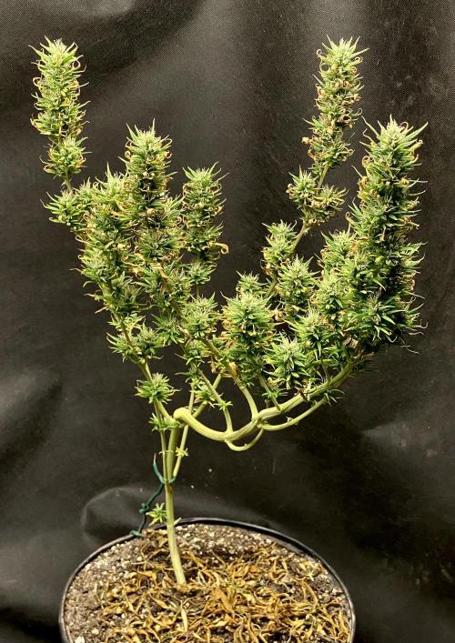 Three out of Five in a Four. Week 14 - 12th, SAG-SAL in all her glory