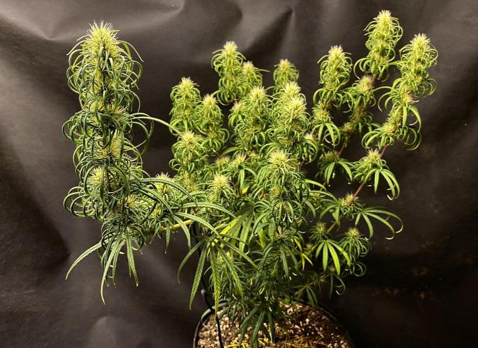 Three out of Five in a Four. Week 14 - 12th, Panama Red x Malawi Gold