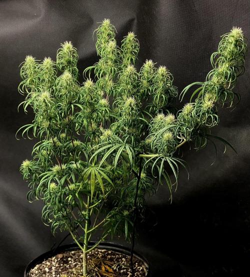 Three out of Five in a Four. Week 14 - 12th, PR x MG