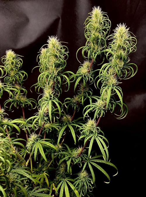 Three out of Five in a Four. Week 14 - 12th, P.R. x M.G. 