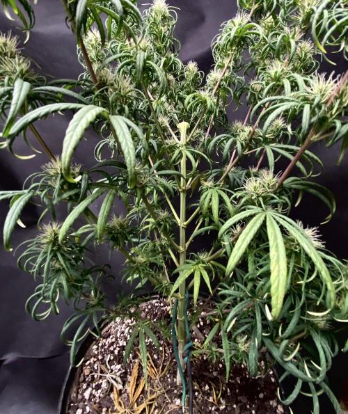 Three out of Five in a Four. Week 14 - 12th