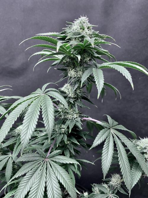 Three out of Five in a Four. Week 14 - 12th, Stockton Slap is Blooming madly 