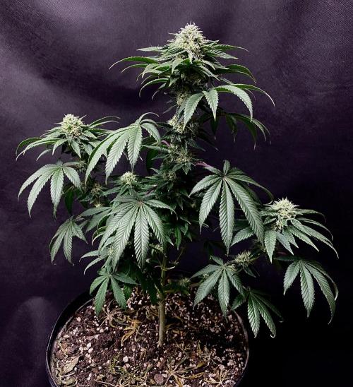 Three out of Five in a Four. Week 14 - 12th, Stockton Slap