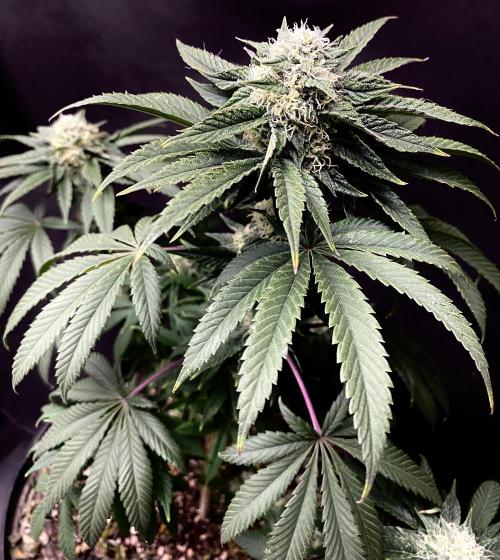 Three out of Five in a Four. Week 14 - 12th, Stockton Slap, week 8 of possibly the 10… tba