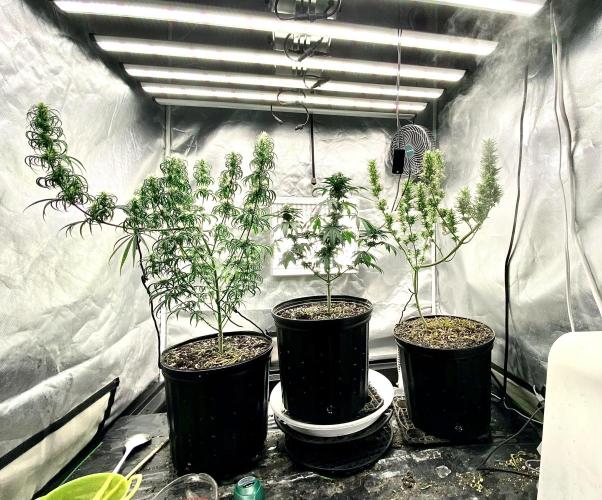 Three out of Five in a Four. Week 14 - 12th, P.R. x M.G. left Stockton Slap centr Saglana Salchak right