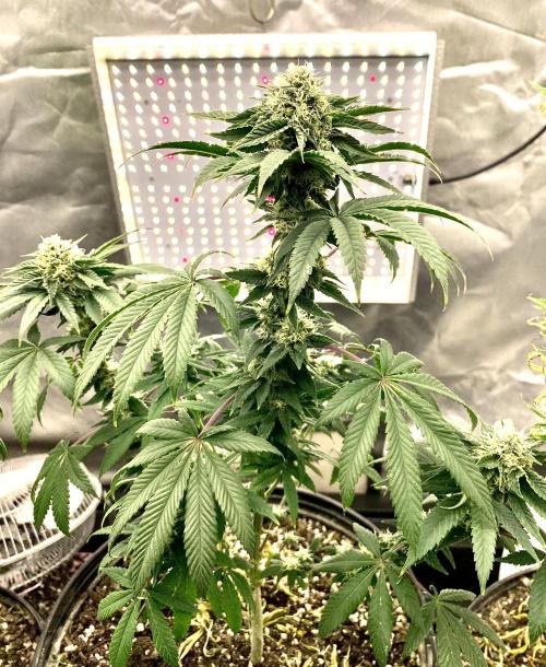 Three out of Five in a Four. Week 14 - 12th, Stockton Slap