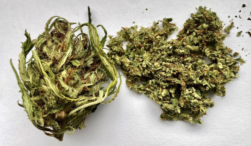 SUMMER STRAYS 2025. Week 30 - Dec 13th Breakfast of Champions!