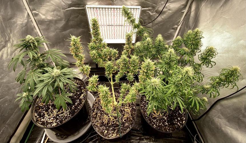 Three out of Five in a Four. Week 14 - 12th, right after Dinner