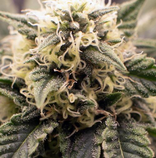 Three out of Five in a Four. Week 14 - 14th, Stockton Slap