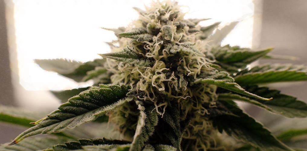 Three out of Five in a Four. Week 14 - 14th, Stockton Slap