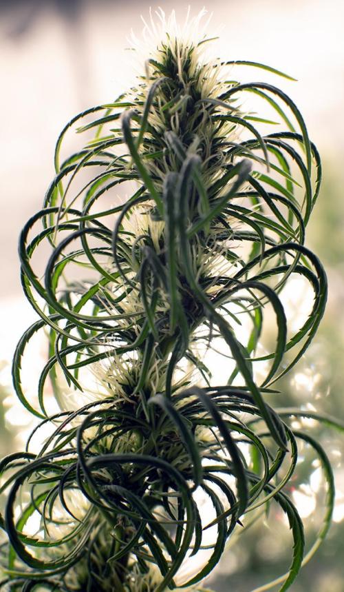 Three out of Five in a Four. Week 14 - 14th, Panama Red x Malawi Gold