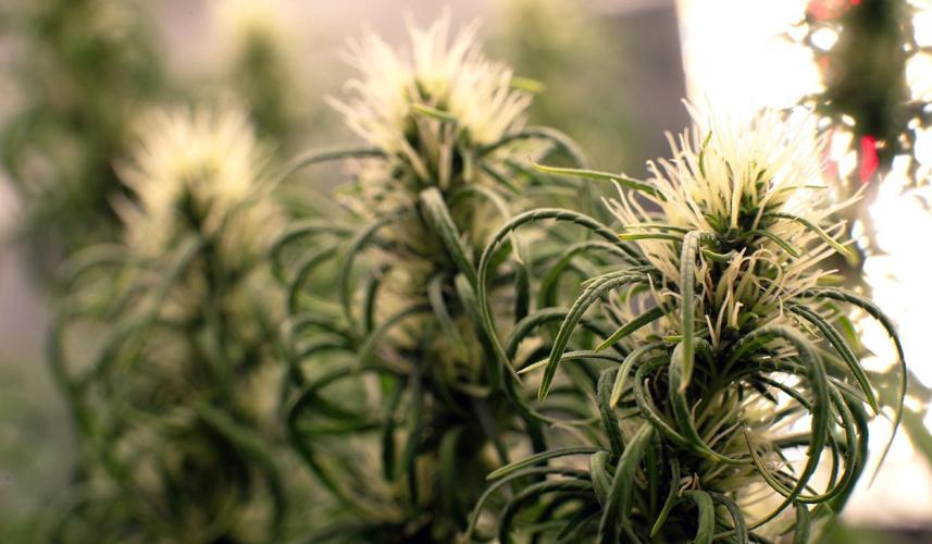 Three out of Five in a Four. Week 14 - 14th