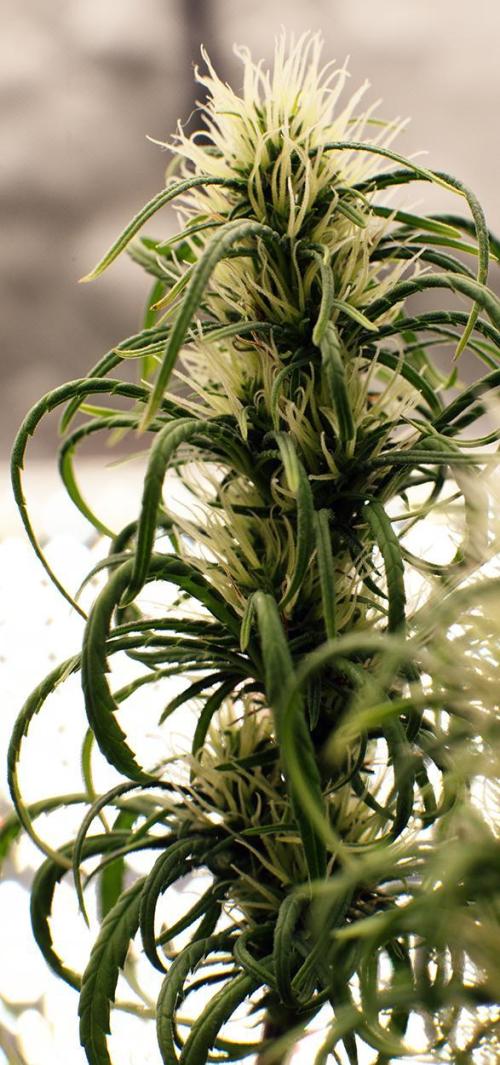 Three out of Five in a Four. Week 14 - 14th