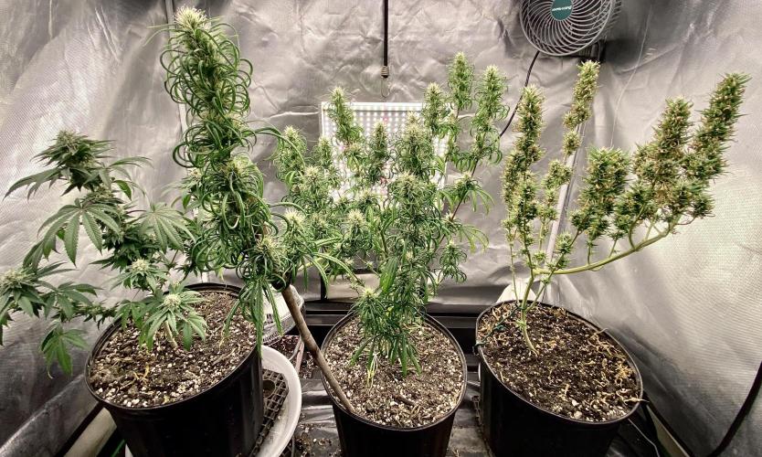 Three out of Five in a Four. Week 15 - 18th, Panama Red x Malawi Gold, day 1 week 9/18