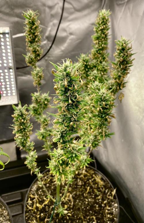 Three out of Five in a Four. Week 15 - 18th, saglana salchak