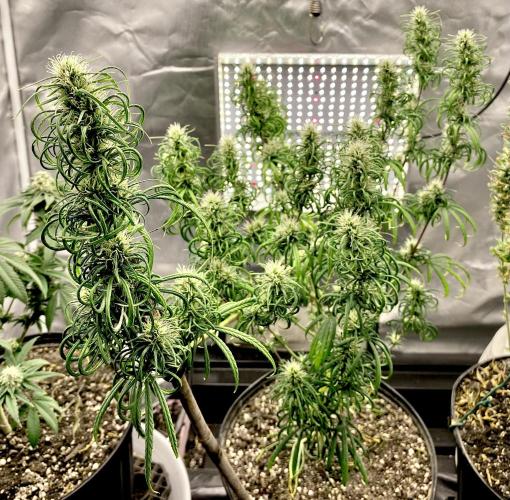 Three out of Five in a Four. Week 15 - 18th,