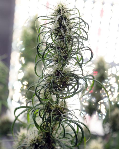 Three out of Five in a Four. Week 15 - 20TH, Panama Red x Malawi Gold