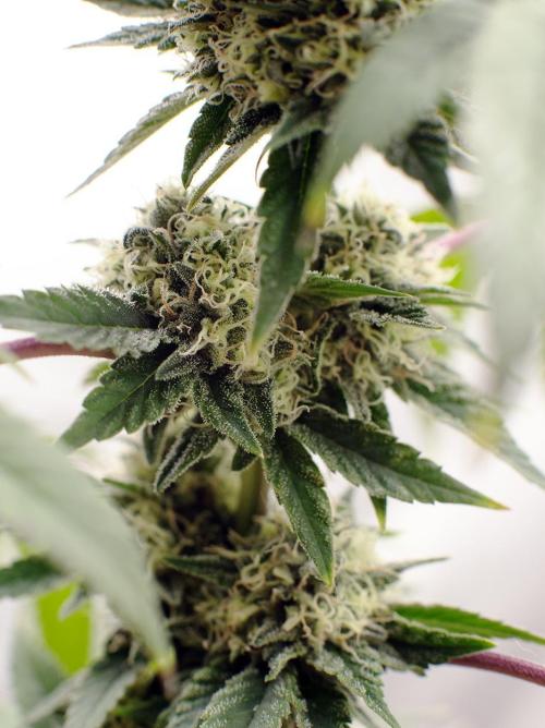 Three out of Five in a Four. Week 15 - 20th, stockton slap