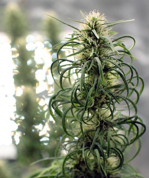 Three out of Five in a Four. Week 15 - 20th, Panama red x Malawi gold