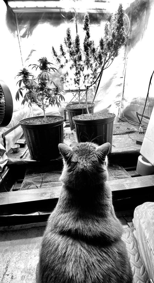 Three out of Five in a Four. Week 15 - “ Well, what do you think !?”