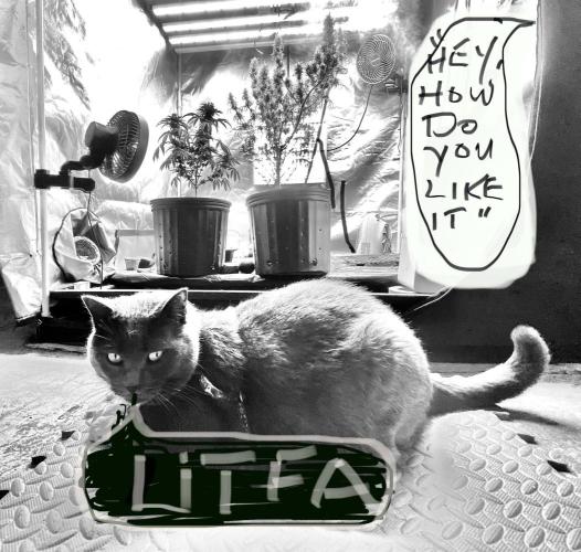 Three out of Five in a Four. Week 1 - MEME contest