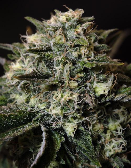 Three out of Five in a Four. Week 15 - 21st, Stockton Slap is getting ready