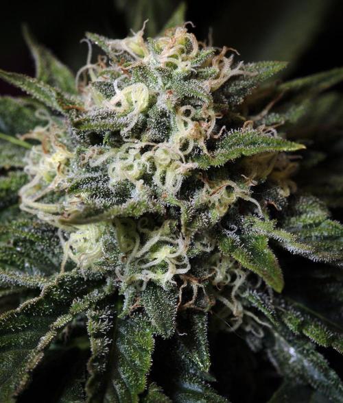 Three out of Five in a Four. Week 15 - 21st STOCKTON SLAP pow!