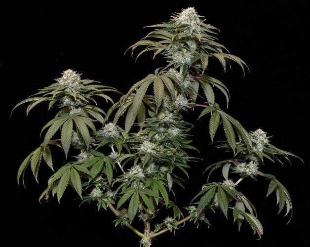 Three out of Five in a Four. Week 15 - 21st S.S.