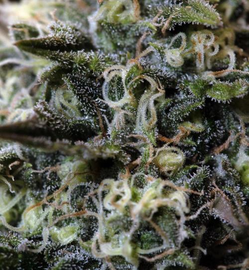 Three out of Five in a Four. Week 15 - 21st S.S.