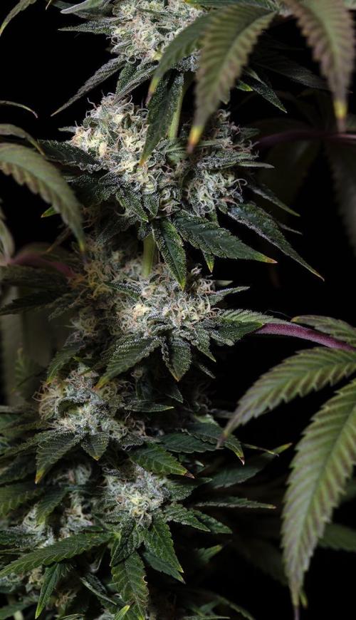 Three out of Five in a Four. Week 15 - 21st S.S.