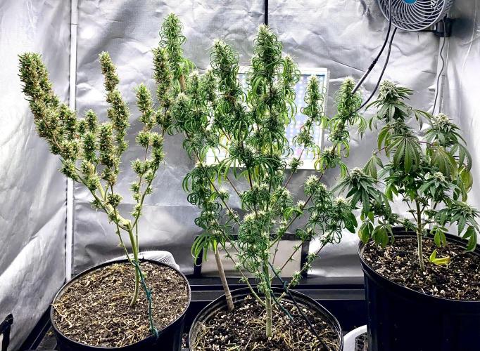 Three out of Five in a Four. Week 16 - 25th a.m., stockton was Thirsty ahead of this shot… (ie a little
Droop) 