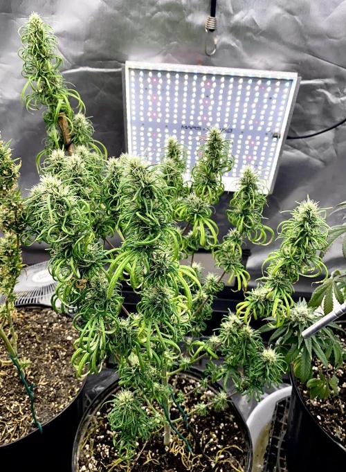 Three out of Five in a Four. Week 16 - 25th, Panama Red x Malawi Gold