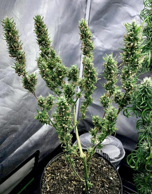 Three out of Five in a Four. Week 16 - 25th, Saglana Salchak