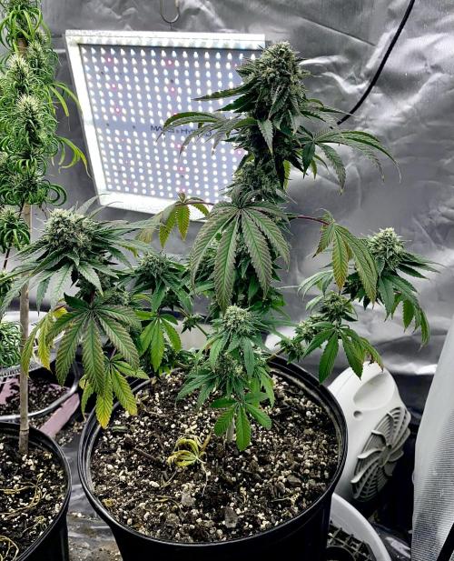 Three out of Five in a Four. Week 16 - 26th, Stockton Slap looks and smells so good