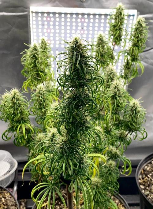 Three out of Five in a Four. Week 16 - 26th, Panama Red x Malawi  Gold continues straight ahead