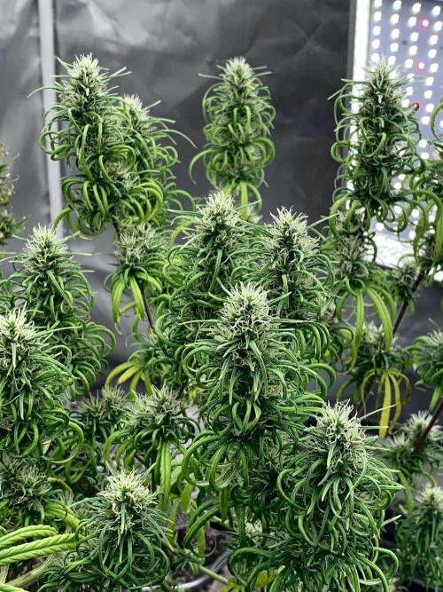 Three out of Five in a Four. Week 16 - 26th, Fans and Sugars are beginning to straighten