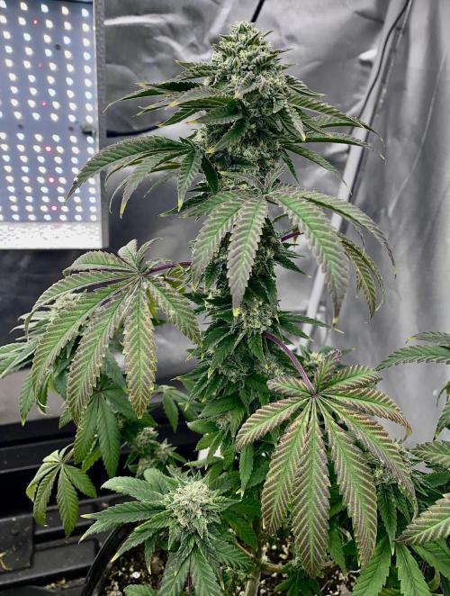 Three out of Five in a Four. Week 16 - 26th, senesence setting-in. Love that colour shift